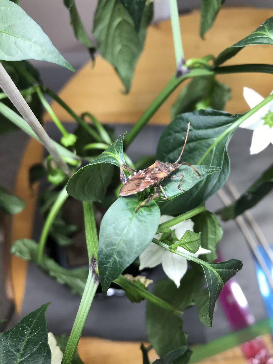 Dow High Space Farmers tweet media