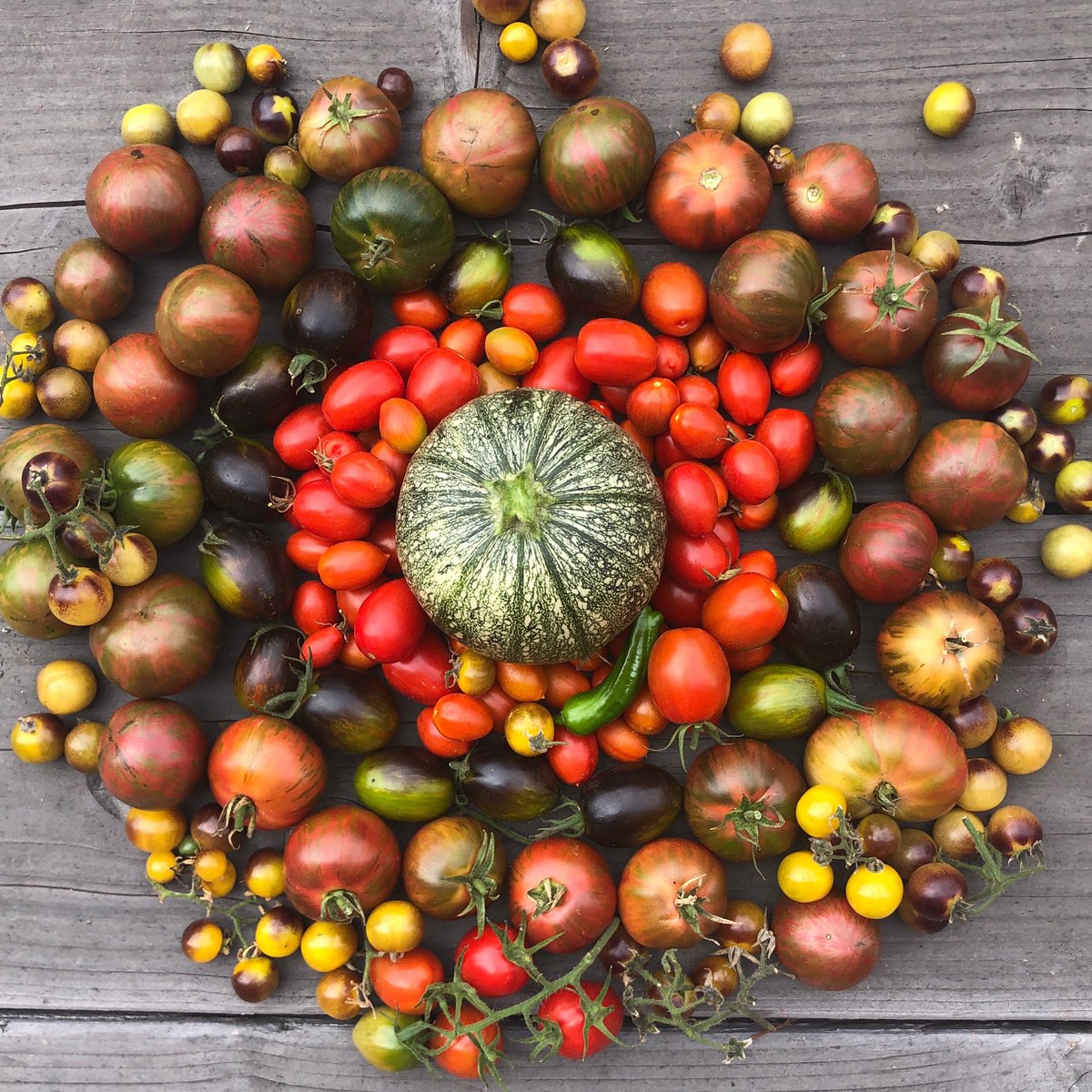 HoneyGirlGrows's tweet photo. Last of the tomatoes from the @RedBull garden and the winter squash is still curing.
Raised beds and pollinator beds have been amended and app cover cropped, but soon we’ll plant onions and garlic. It is finally “winter” and 70-degrees #2ndSpring . #HoneyGirlGrows https://t.co/fNhXMFK9K4