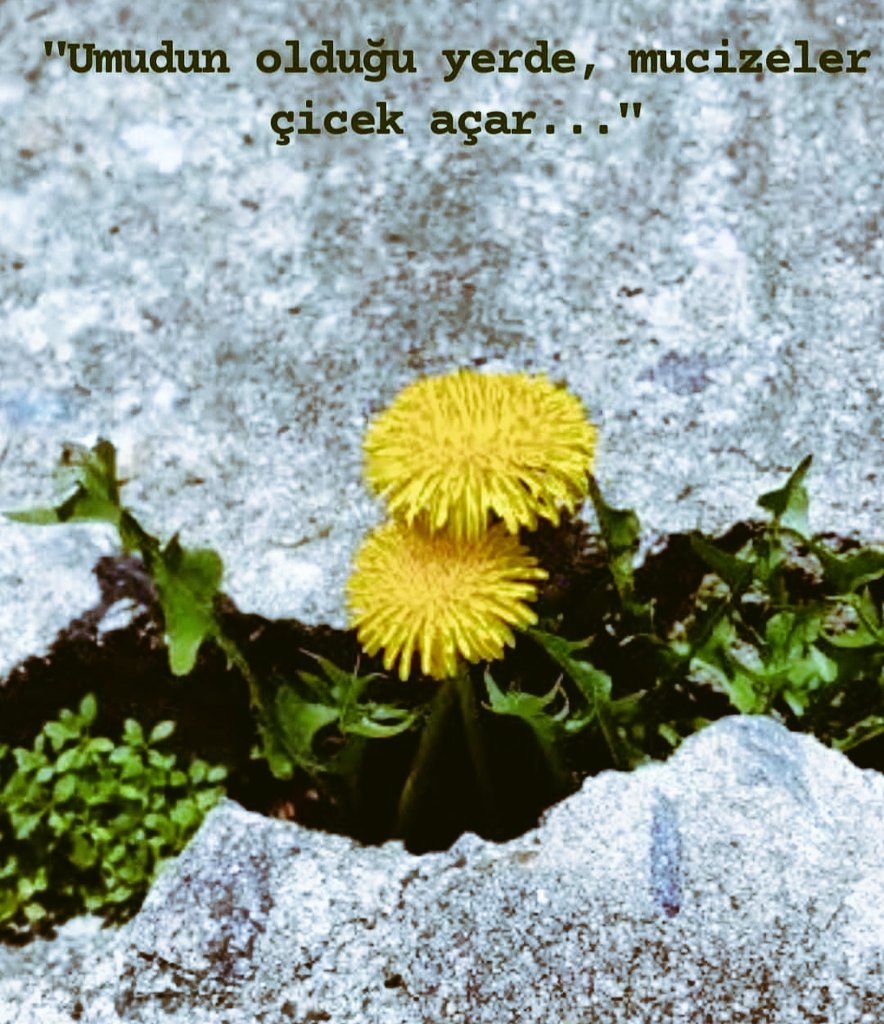 1zyn0's tweet photo. #gönülsözü "umudun olduğu yerde, mucizeler çiçek açar.." #yenigüne_BİSMİLLAH https://t.co/DBieEAut6P