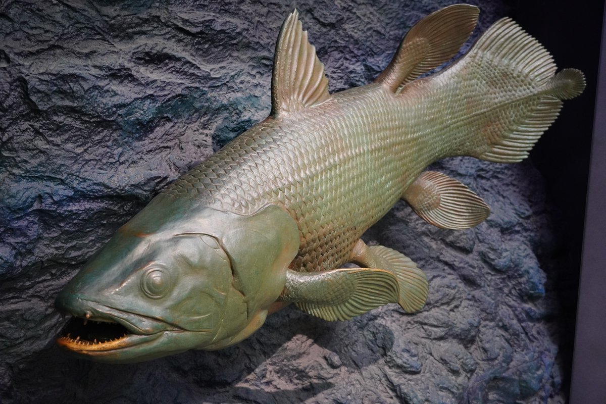 今日は…】 ＃シーラカンスの日 ということなのでシーラカンスの模型を