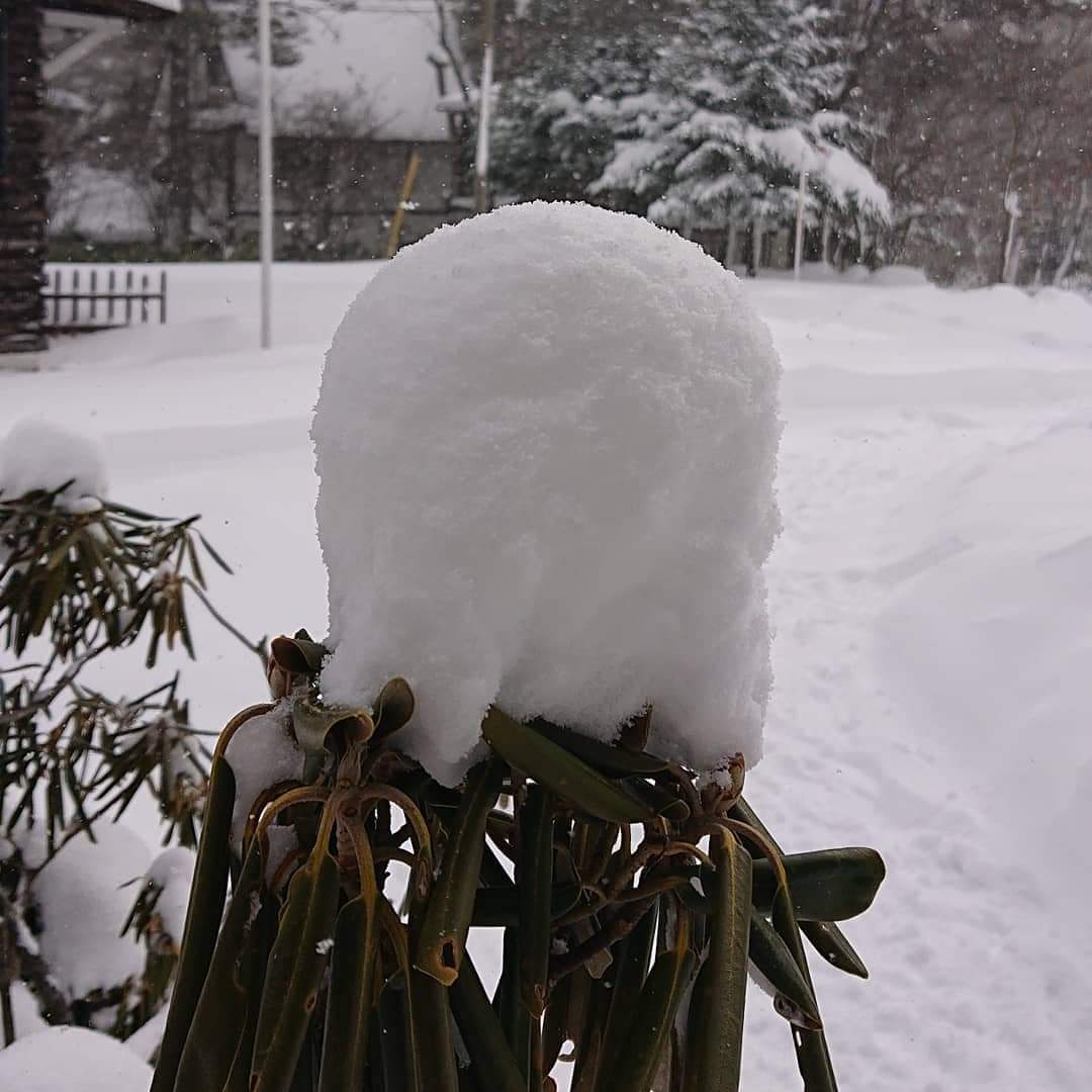 tenpentalk's tweet photo. 数��雪が降り続きました.。*＊
本格的なスキーシーズンの到来です！
#草津温泉 
#雪 
#スキーシーズン https://t.co/AGhyPbW5da