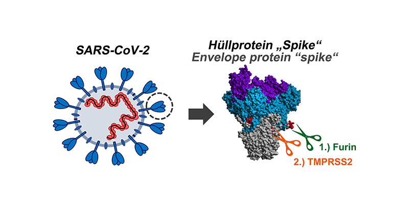 2/Another mutation, P681H, is near Spike's "Furin cleavage site" Unclear what the mutation does, but the location is significant because it's where enzymes "process" Spike, helping virus infect airway cells & enable efficient human-to-human transmission:  https://rb.gy/sp0p34 