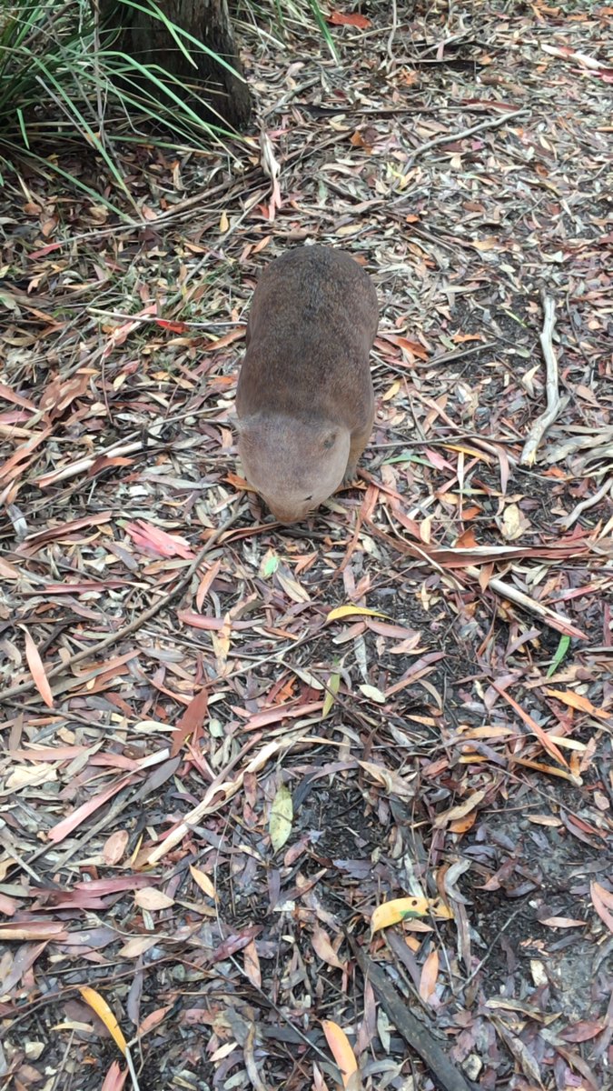 PS: folk up in Northern Beaches have longer waits so not a representative experience in terms of the wait but don’t let that out you off a test!Wombie is miffed they did not test him what a dumbass.