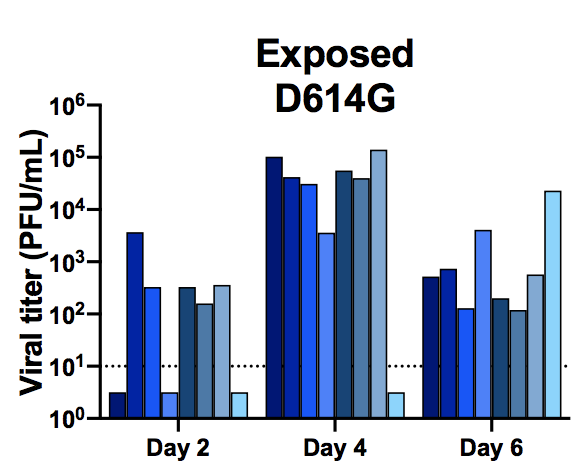 4/In that experiment, naive hamsters caught the virus faster from hamsters that carried the D614G variant, vs hamsters that carried the original (WT) strain. So one would also expect earlier transmission of D614G in humans.  https://www.biorxiv.org/content/10.1101/2020.09.28.317685v1