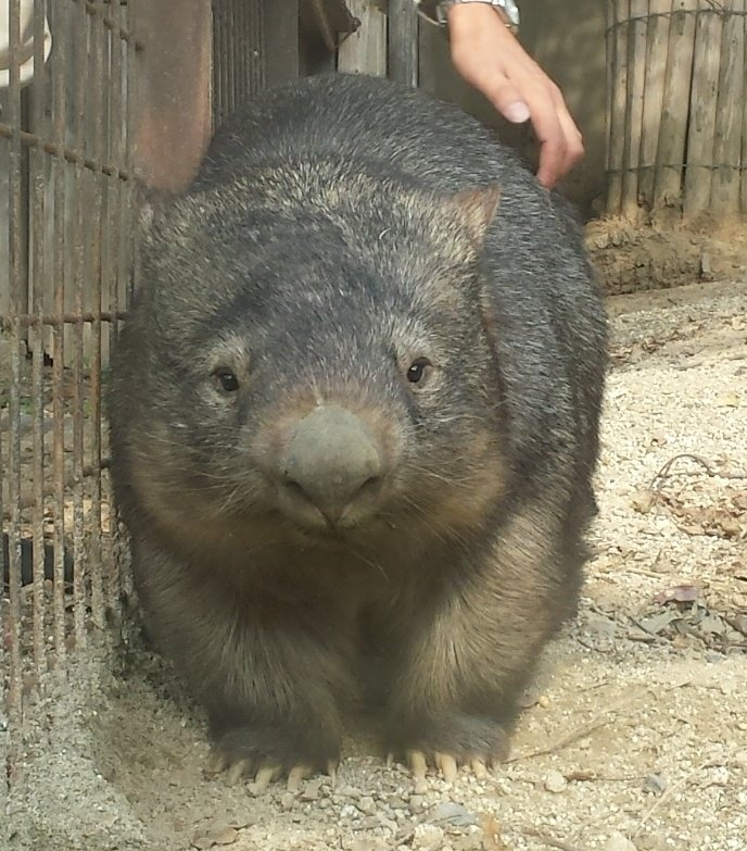 Ok apologies again this thread was thoroughly unexciting, here’s Wallace again pwease forgive.