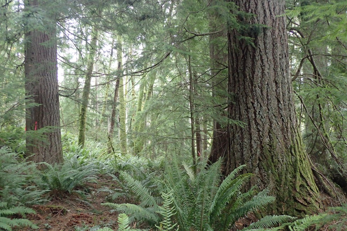 ontheNeuse's tweet photo. Photos from the Smuggler Timber Sale in #CapitolStateForest where the Washington Department of Natural Resources plans to log old growth. Contact @WADNR and tell them to cancel their contracts with Murphy Plywood and protect this rare old growth in the Capitol! https://t.co/rmOWmy1Wki