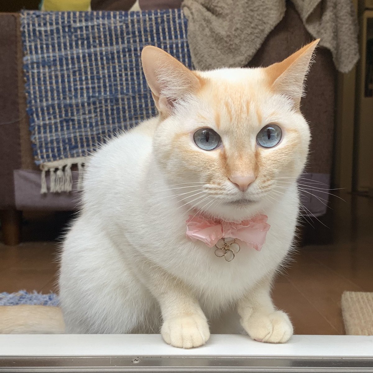 白玉ちゃん 笹かま猫もシャム系なんですよね 白玉ちゃんの場合は茶トラのパパ シャムトラのママから生まれたので ママのシャム系遺伝子とパパの茶トラ柄を受け継いだんだと思います シャム猫の色変わりすぎ選手権 笹かま猫 T Co Jppfyjwzaf 白玉ちゃん 笹かま猫もシャム系なんですよね 白玉ちゃんの場合は茶トラのパパ シャムトラのママから生まれたので ママのシャム系遺伝子とパパの茶トラ柄を受け継いだんだと思います シャム猫の色変わりすぎ選手権 笹かま猫 T Co Jppfyjwzaf