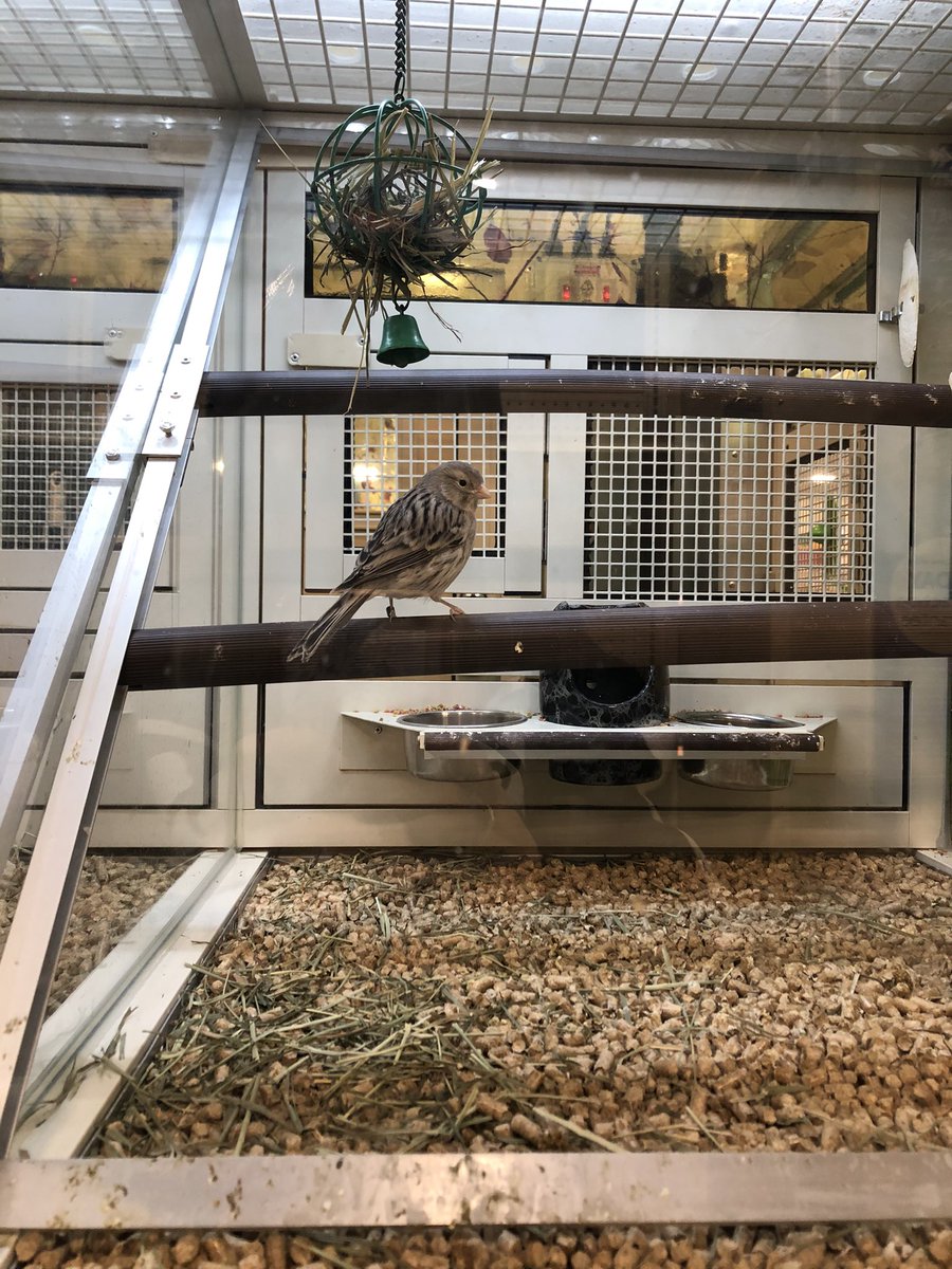 ZoriWuff's tweet photo. I’m gonna obsess over this canary for awhile. Looks like a girl but has the song of a boy. Mystery bird. Iconic. https://t.co/wGu945x6tY