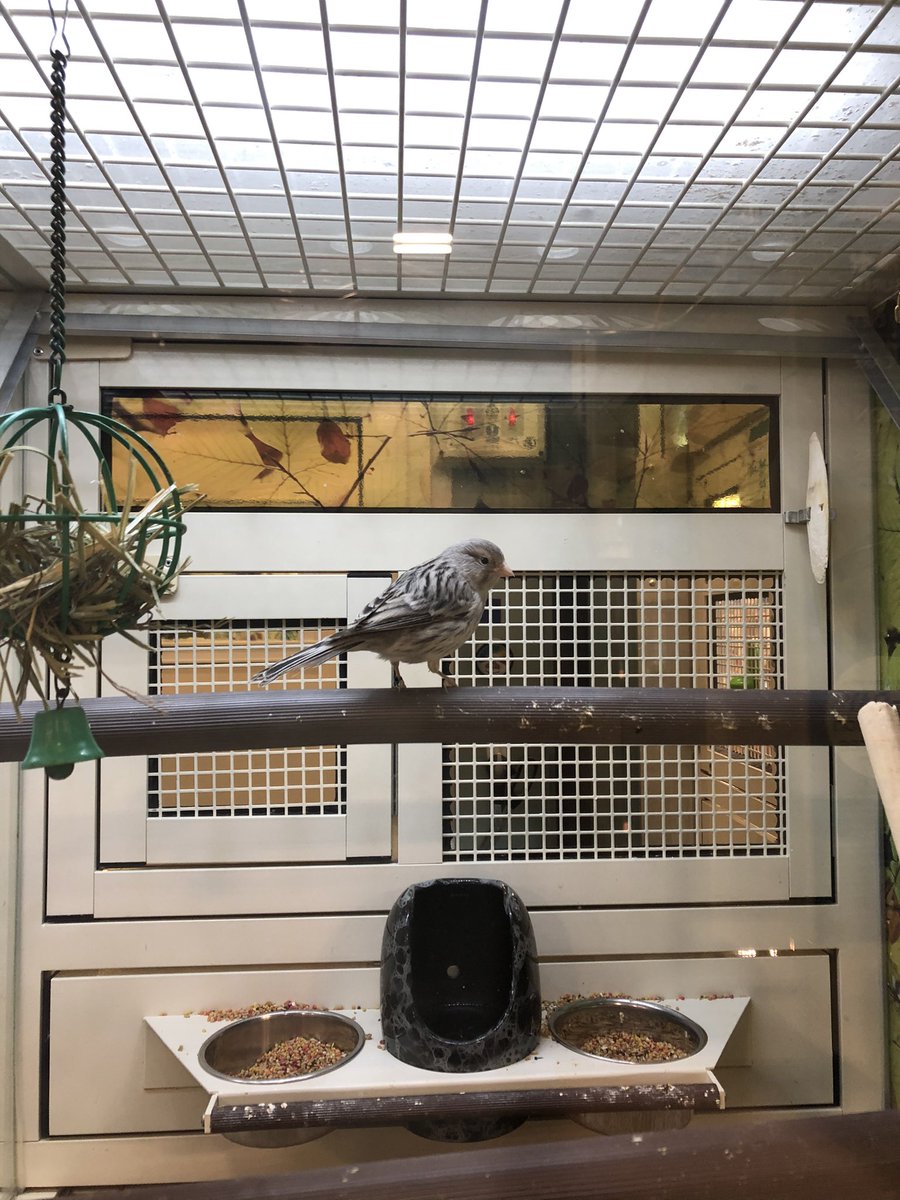 ZoriWuff's tweet photo. I’m gonna obsess over this canary for awhile. Looks like a girl but has the song of a boy. Mystery bird. Iconic. https://t.co/wGu945x6tY