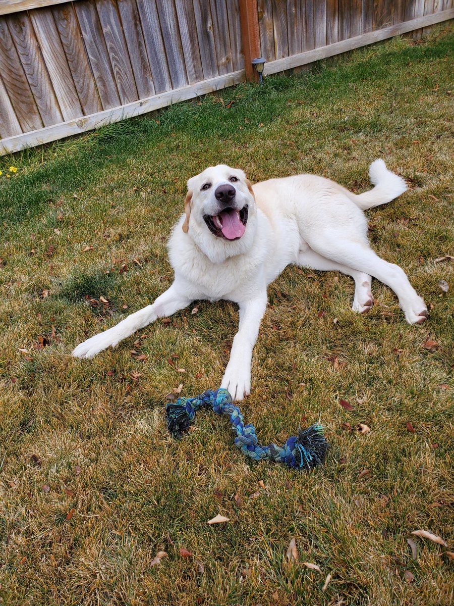 heresdani2's tweet photo. This is the newest addition to our family!! He is a 7mo old Great Pyrenees/St. Bernard mix. We renamed him Bo(w) cause it's Christmas time❣He is already weighing 113 lb @ 7 mo old! He is so sweet, handsome and amazing❣❣
@DetHippieChick 
@Destinysmom74 
@andreanelsonjj https://t.co/Dz51RNUHEX