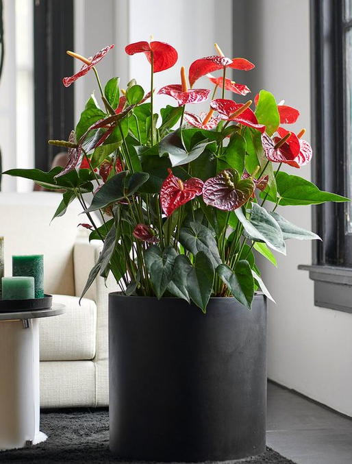 De anthurium brengt kleur en glans. Deze mooie plant herken je aan zijn glimmende groene blad en kleurige schutbladeren. De anthurium is er onder andere in het rood, roze, oranje en wit. Welke kleur is jullie favoriet? #vandijkflora #ditisvdf #openuptogrow #planten
