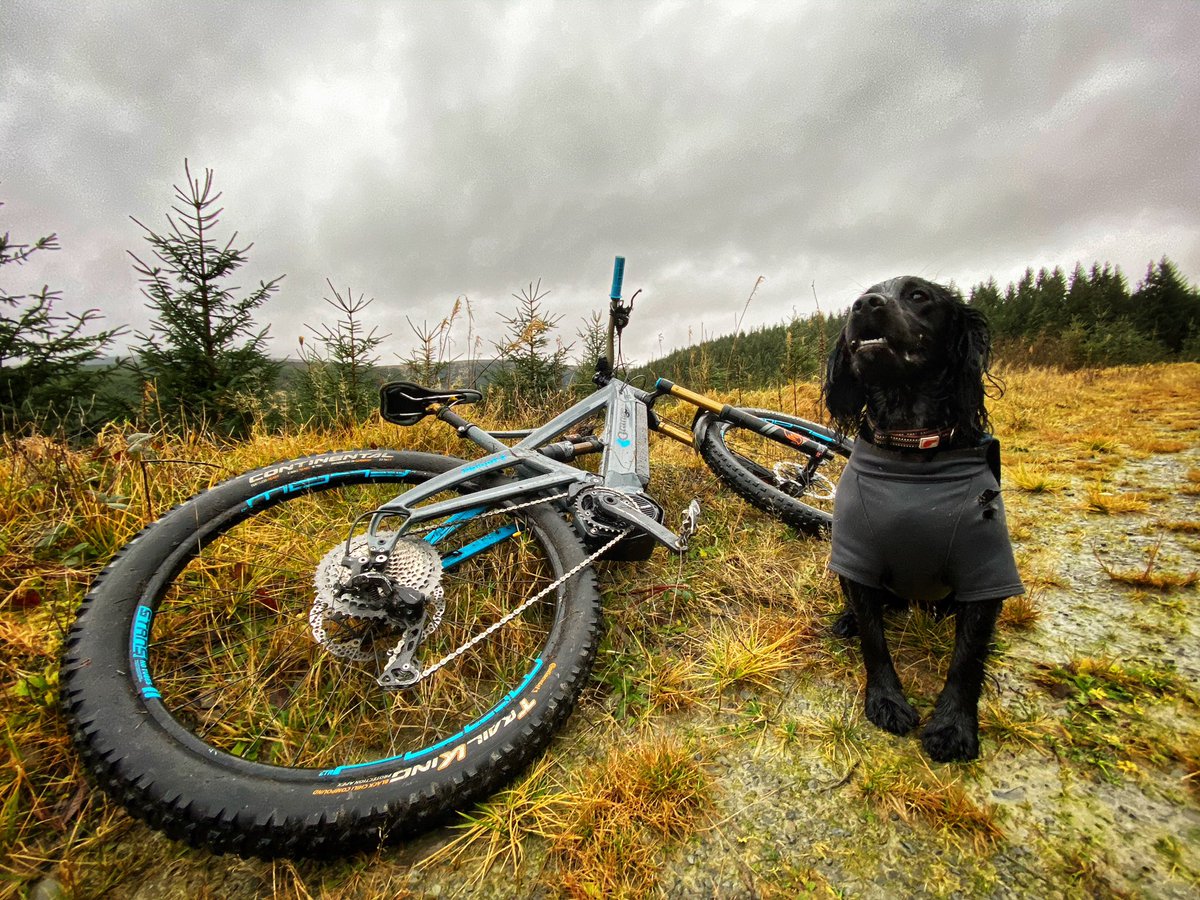 Off to the forest we go! Given the new lockdown rules, will be repeated many times over during the holiday! 

#mtb #traildog #wales #emtb #cockerspaniel