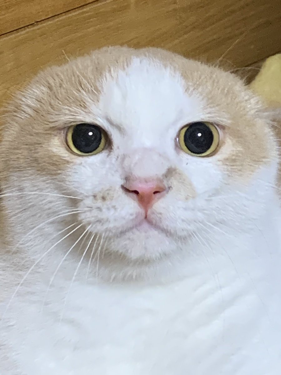 し〜らいん+ tweet media