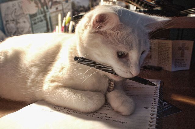 Sebastian Vettel as cats- a thread