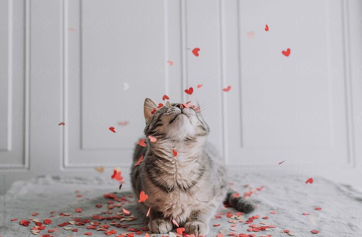 Sebastian Vettel as cats- a thread