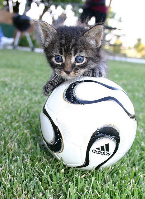 Sebastian Vettel as cats- a thread