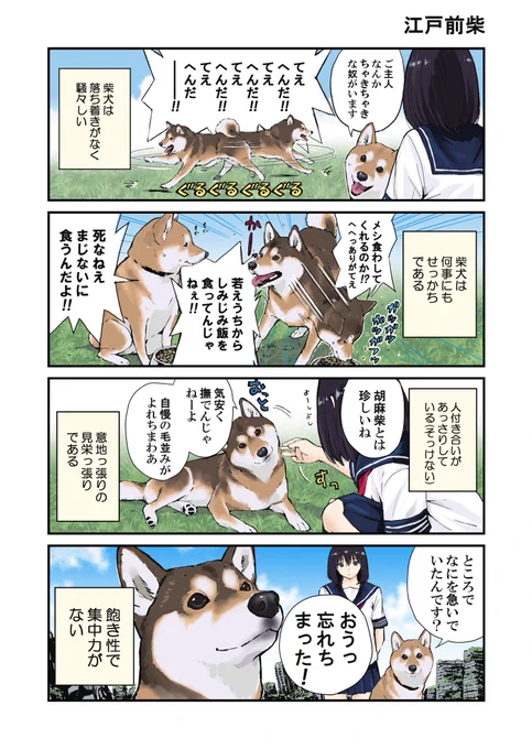 柴犬と江戸っ子の共通点世界の終わりに柴犬と 