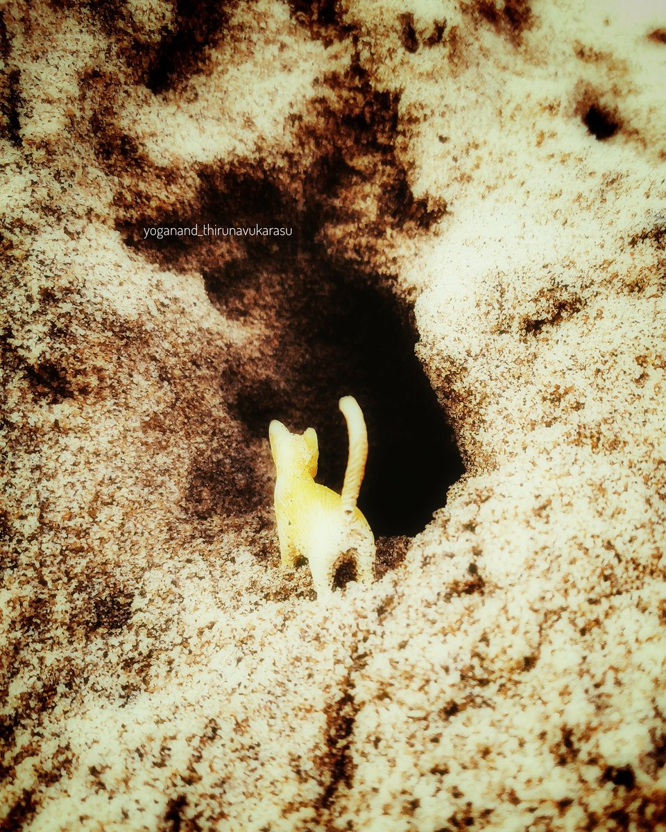 The lion King 👑
#mobilephotography #simba
#beach #kidsmemories #90s #chennaiphotography #sand