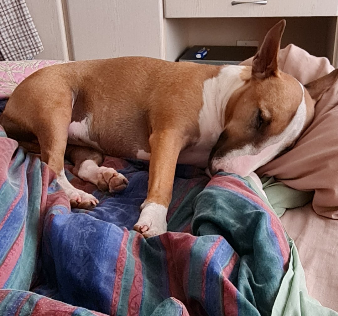 Morning paw pals...it's Sunday &amp; I'm sleeping late on Mom's bed &amp; snatch Dad's pillow...enjoy your Sunday 🐾🐕💕 #happy #bullies #bullterrier #beauty #dogs #dogsoftwitter #love #lazySunday