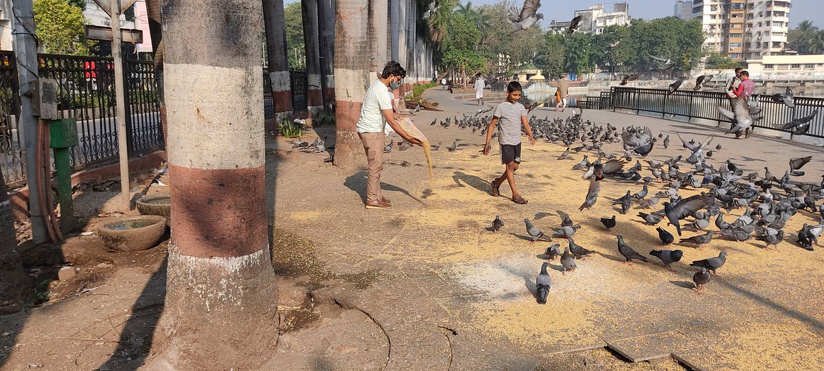 ataulkhan09's tweet photo. Today Feeded The Pigeon At Few Kabutarkhana Of Mumbai.
@Asifbhamlaa @Iamrahulkanal
@AUThackeray @abufarhanazmi
@MumbaiMirror @mid_day
@QuintHindi @htTweets @gallinews
#SundayForMumbai
#Mumbai #Dadar #Bandra #Talao #Pigeon #Morning #AtaulSocialWorker https://t.co/T3Xaxpg3Bg