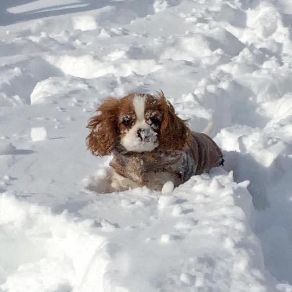 Katie_D_83's tweet photo. Baby Ollie, Long Island, NY ❄️ @AmyFreeze7 #bigdogsunday https://t.co/F1XyyXaAFk