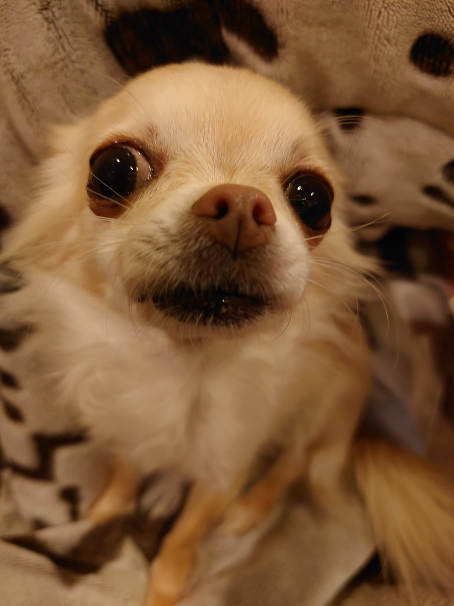 Rie Habu 犬 のずば抜けた聴覚のお陰で宅配便 家族の帰宅 はじめてのセールスさんなど全て違う声音で知らせてくれる 先ずゴールデンが鳴く すぐmlダックスが鳴く 合わせてトイプーが細かく鳴く三段階 訪問が何のカテゴリーかが瞬時にわかりとても心強い