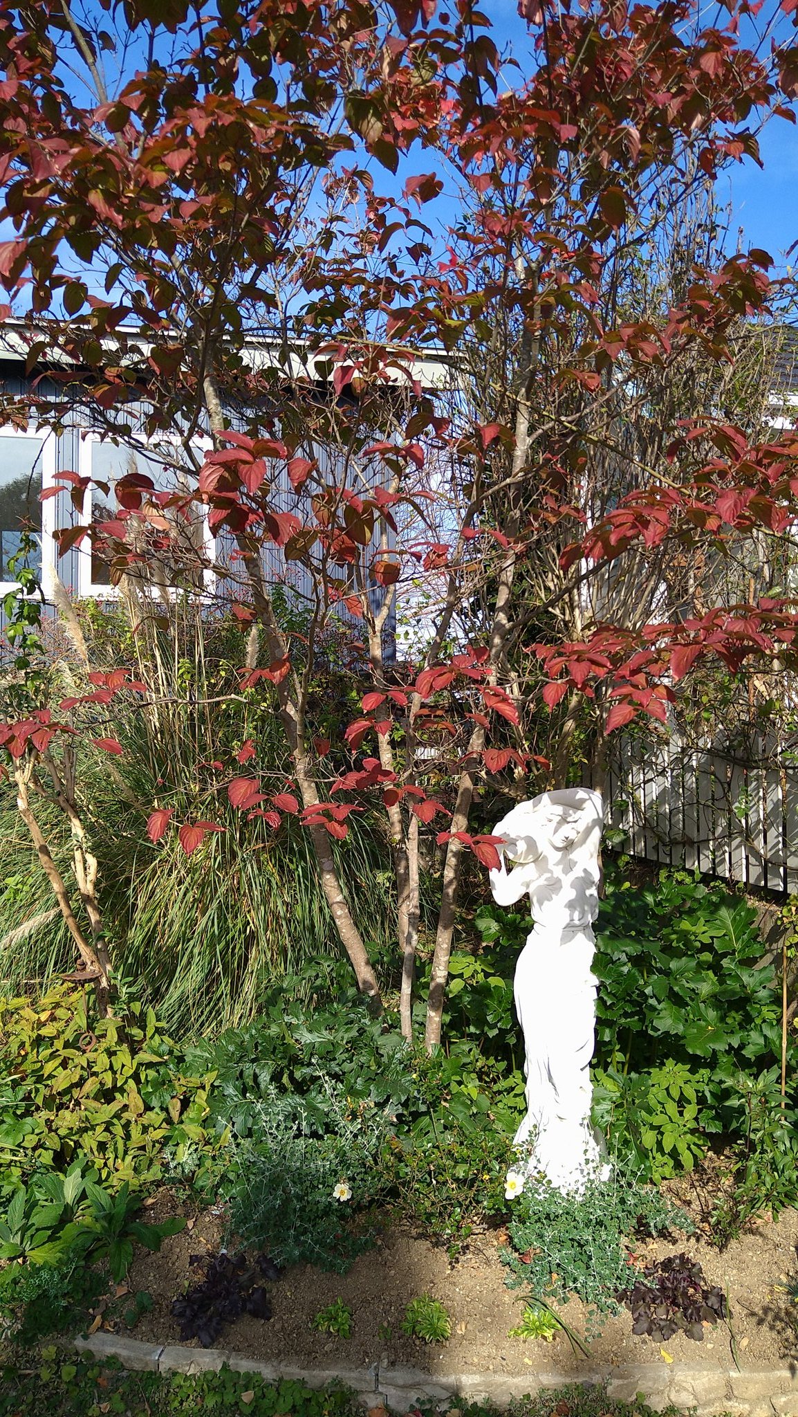 カーメン君 園芸超人 綺麗な紅葉 ヤマボウシですね 今日は紅葉特集の動画が上がります もう紅葉も終わりですが落葉樹の植え付けには良い時期に入りましたね T Co Jsuds2bl59 Twitter