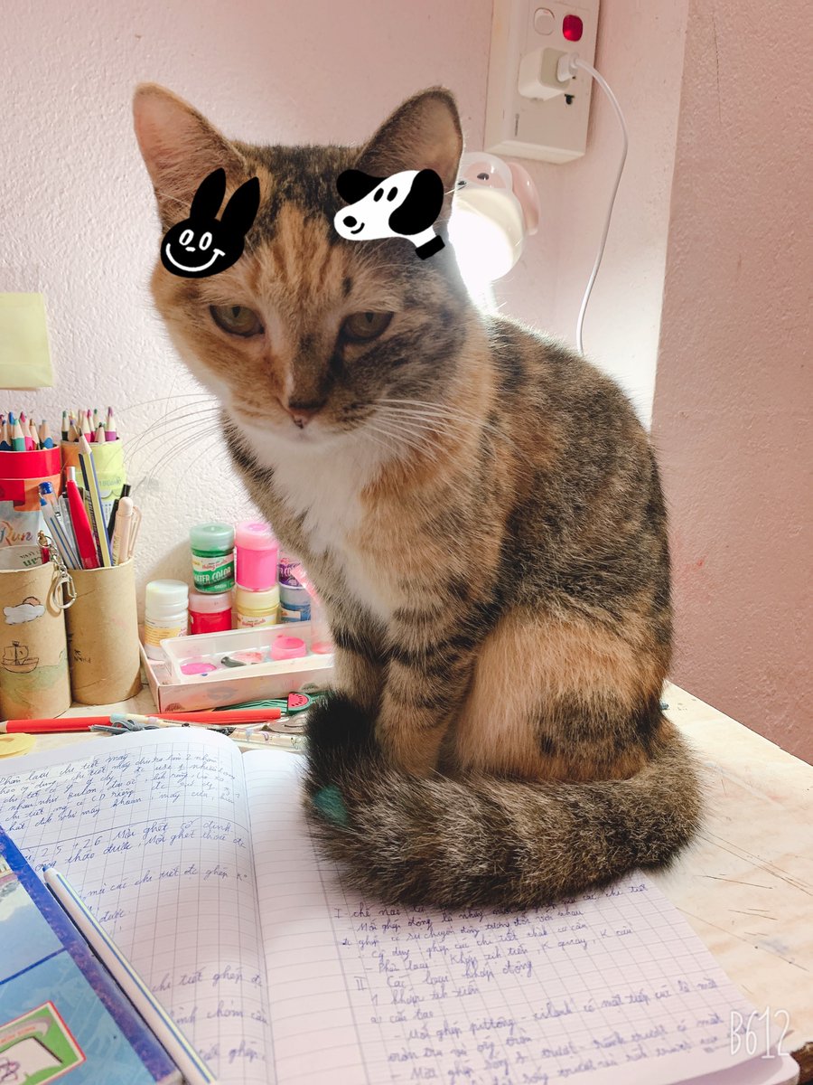 BackVua's tweet photo. Cat bủh https://t.co/SB0Bb1zlCu