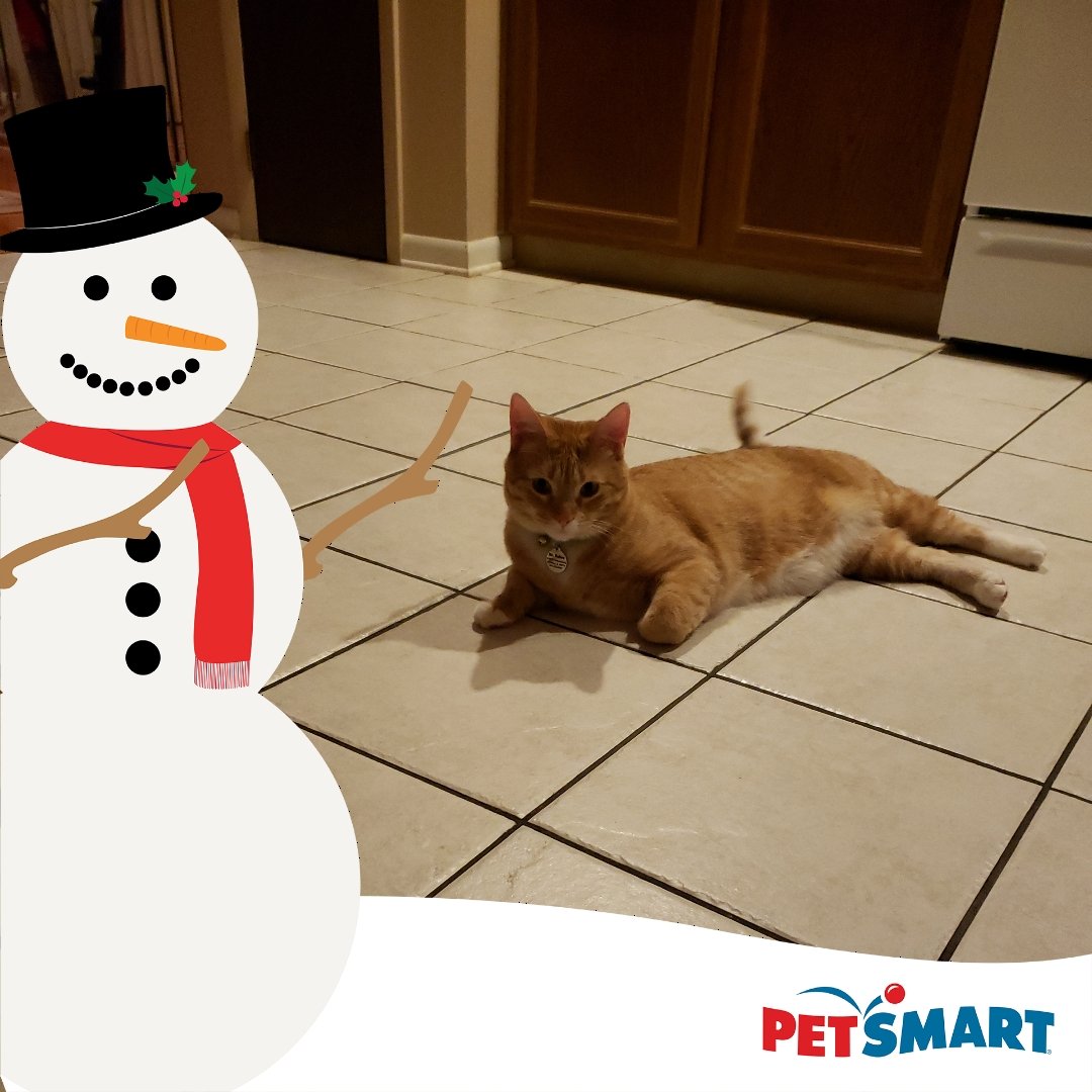 Mr. Bobes! 😻

#SeasonOfSpoiling #Sweepstakes   <a href="/PetSmart/">PetSmart</a>