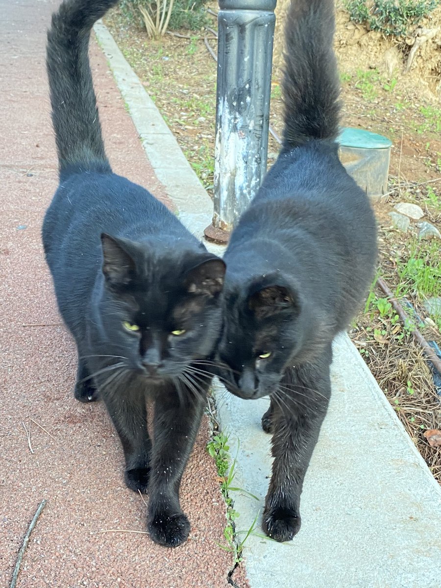 manuroserio's tweet photo. met these cuties while walking this morning 🥰 they were super sweet and approached me with no hesitation! there was also food close by so i know they’re taken care of! i hope they make you smile like they made me! https://t.co/8xgxLTfSRO