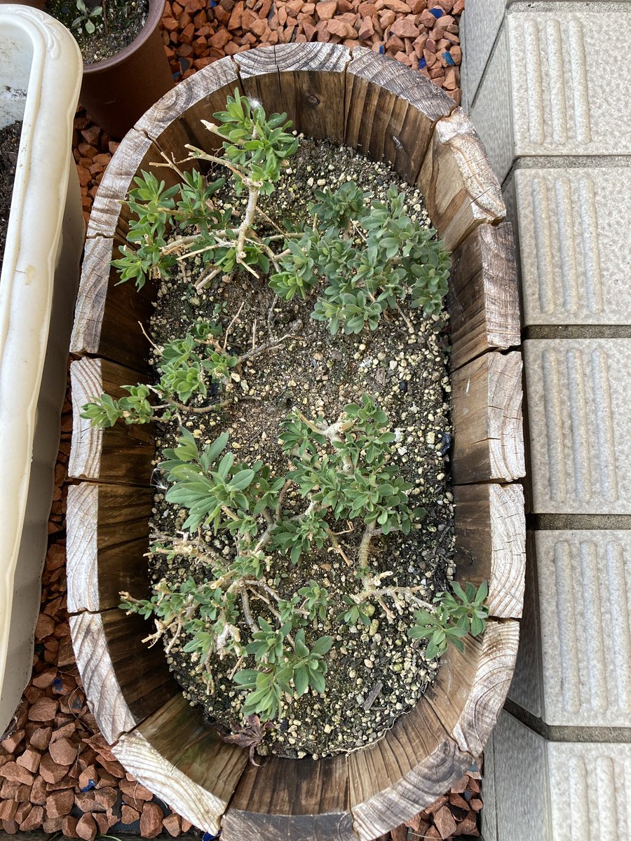 Uzumaki 花壇のペンタス マリーゴールド ニチニチソウは霜で枯れてしまい 残念ですが植え替えました 冬に強いものを選んで植え替えたので たぶん大丈夫だと思います カリブラコアは冬越しに成功するかも