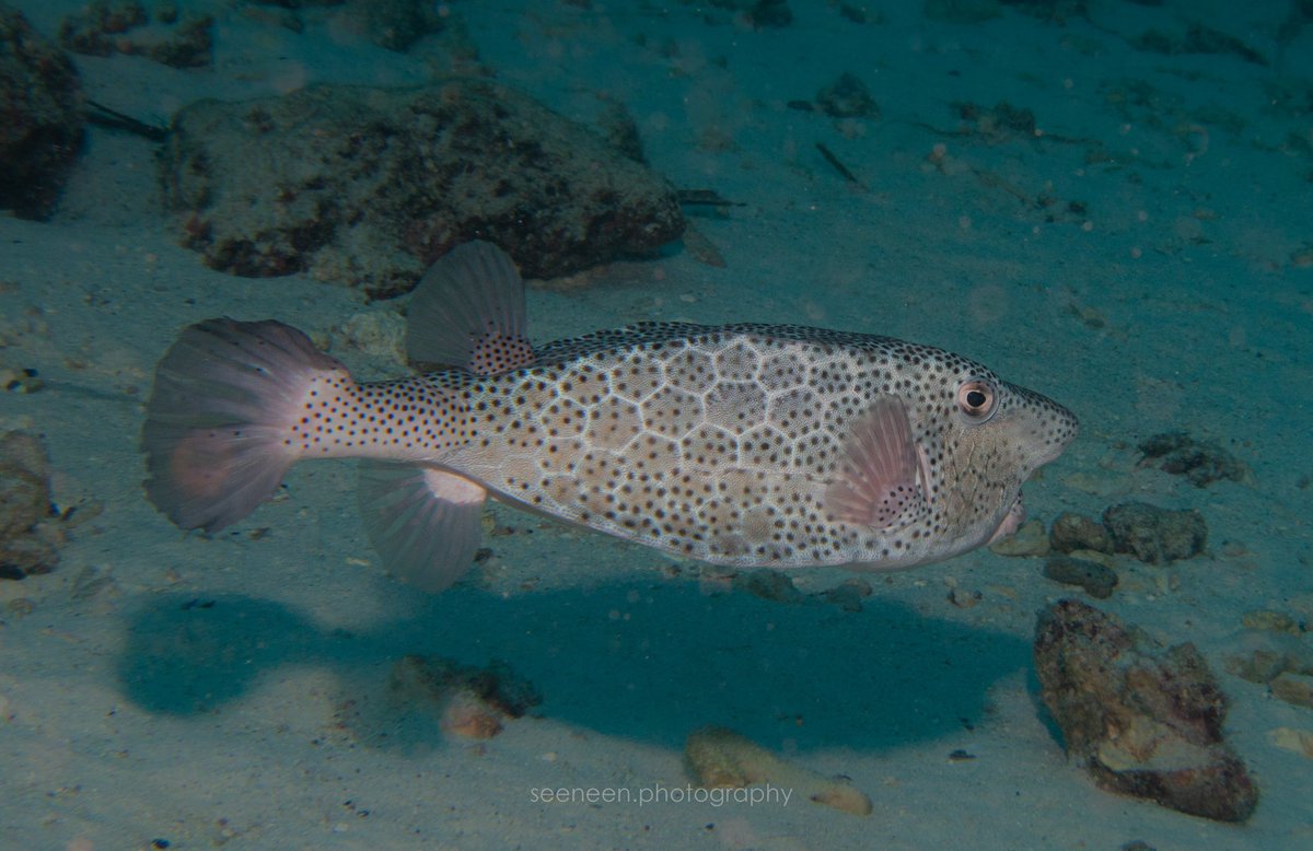 mohamedseeneen's tweet photo. #Rhynchostracion #rhinorhynchos  
Horn-nose Boxfish 🤔 thanks @Venubadeyri for ID 
At KOG #fishtank with @Moodhu_bulhaa #Fishid #fish #boxfish #Maldives https://t.co/eXzTYRSduP