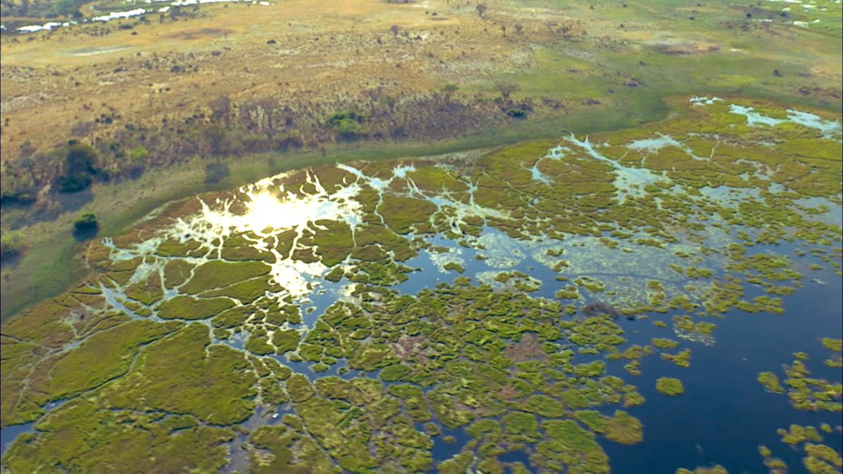 世界遺産 アフリカ最大級の湿地 オカバンゴ デルタ 水面に編み目のような模様があります 実はある動物が作った水路 今日午後6時放送 ベストショット で紹介します こちらを含め今年取り上げた世界遺産35カ所を一気に放送しますので お楽しみ