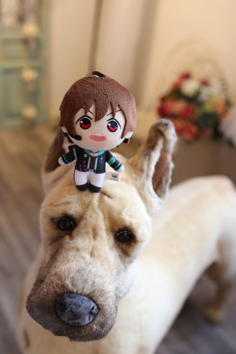 aisdoll's tweet photo. #Mマスぬいフォトグランプリ https://t.co/fCp04bK2vC