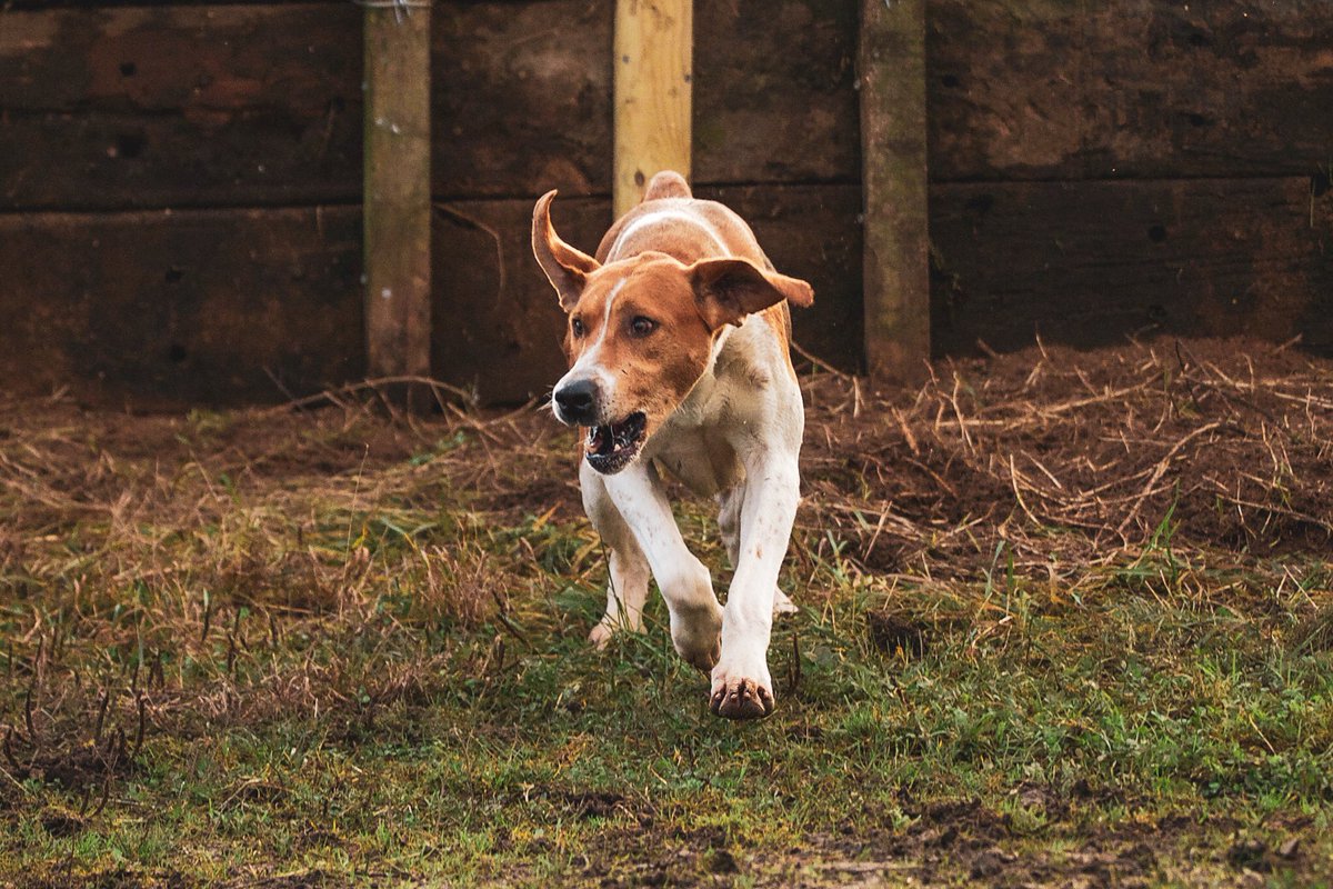 lurcherwork's tweet photo. #hounds #workingdogs #huntingdogs #sportingdogs #hunting #huntingwithdogs #hounds #houndsmen #huntwithhounds #scenthounds #houndlife #canineathletes #dogs #houndsman  #hounddogs #foxhunting #fitforhunting #huntingfitness #keephunting #countrylife #foxcontrol #drivenfox https://t.co/MksbVLsS1l