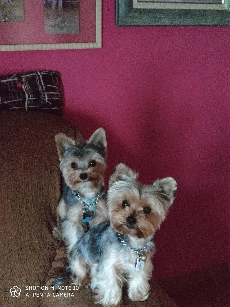 Kopy28's tweet photo. @policia Los más lindo de la casa 
La mama y el hijo
Nala y Jacinto https://t.co/rTgWQih3mV