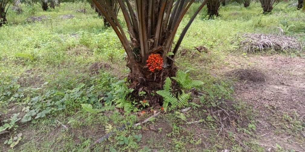 Makmurconsult's tweet photo. 18 Hectares Oil Palm Plantation of 7 Years for Sale 

Improved tenera specie with an optimum yield at 19.8 tonnes of fresh fruit bunches (FFB) per hectare. Harvested all year round.
Land is very accessible, open to major roads and all documents are available for due diligence. https://t.co/iNzELvj3aZ