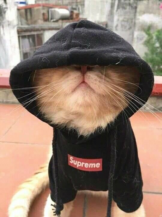 Sebastian Vettel as cats- a thread