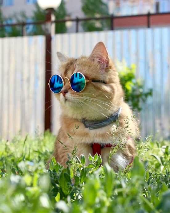 Sebastian Vettel as cats- a thread