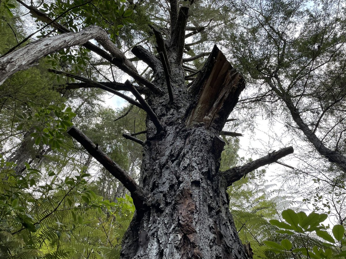 “At your own risk” is doing a lot of work here, as you play Russian Roulette with your pick of many potential dry rot branches. – bei  Kimi Ora Spa Resort Kaiteriteri