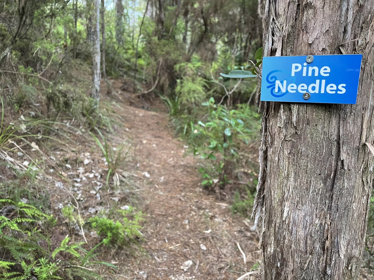 And, even though between segments you’ve basically been walking on pine straw throughout, now, formally: pine needles. &ndash; bei  Kimi Ora Spa Resort Kaiteriteri