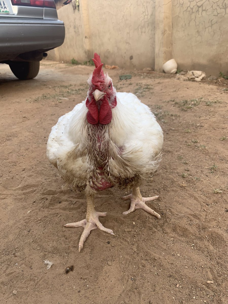 wagzie01's tweet photo. Matured and healthy live chicken at affordable prices. Happy Xmas and New Year celebrations in advance 

Please call 07033909850
Farm Address: Gaa Shagari, Egbejila, Ilorin #Christmas #Chicken #Ilorin #KingSizes https://t.co/GvrDkmAkG5