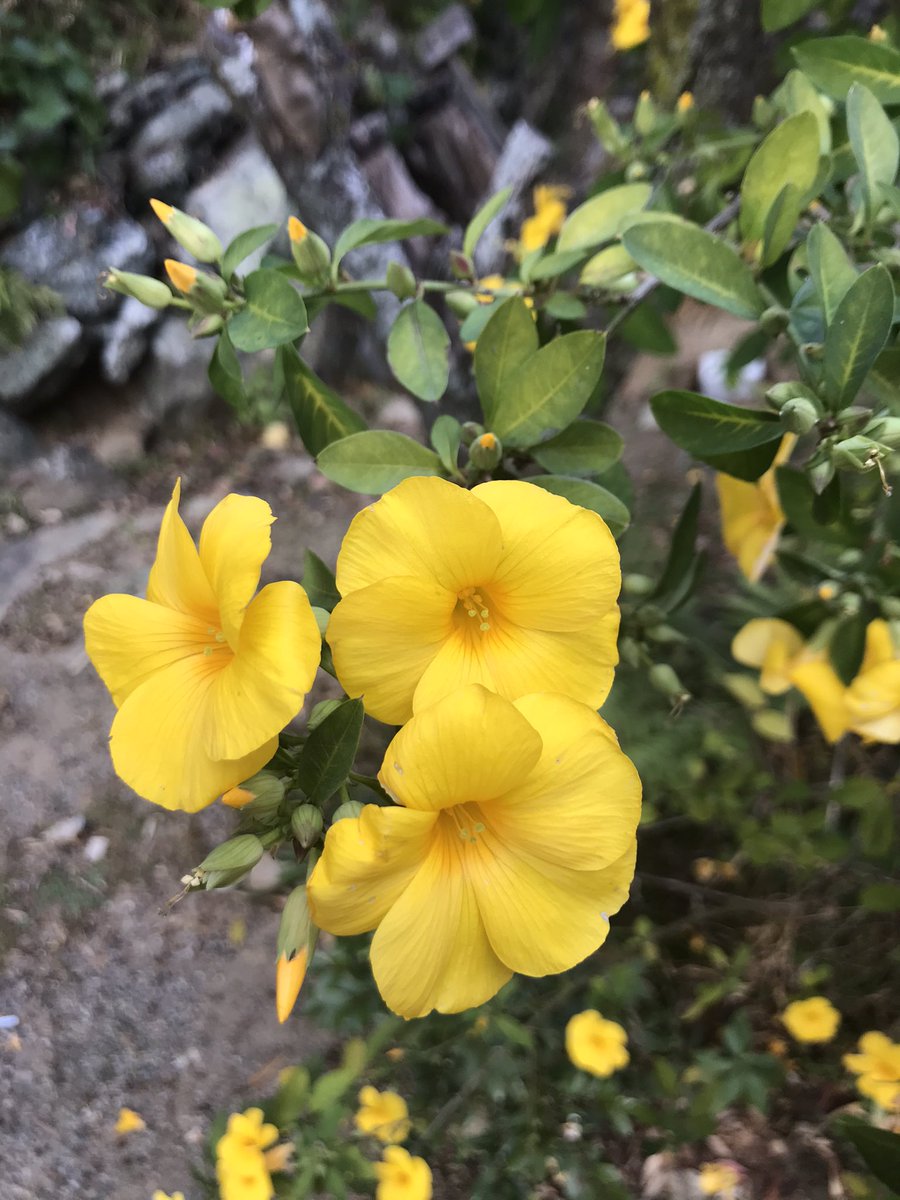 ヒメ 冬に黄色い花の咲く常緑小低木 キバナアマ の花が山寺に咲いています 4センチ位の花です 山の裾で 自然に増えていく様です T Co O0umui6z5d Twitter