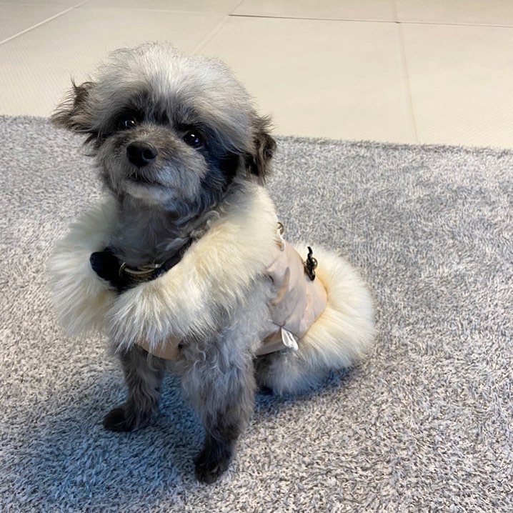 SNSD_0805's tweet image. [INSTAGRAM] dooeyuri: 

겨울엔 따숩게 ~
하니언니 옷 물려입었어요 🐶
#DOOE

instagram.com/p/CJA0JJoBS0v/