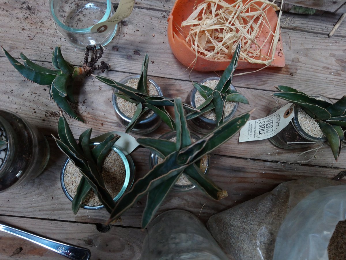 marietantonia's tweet photo. Maneres d'aprofitar el diumenge dematí, fent cosetes amb @Scanyis
#verdsatile #lifeisgreen #reciclar #reutilitzar #olivesrossello #espinaler #serpis https://t.co/SHPi2m2mD3