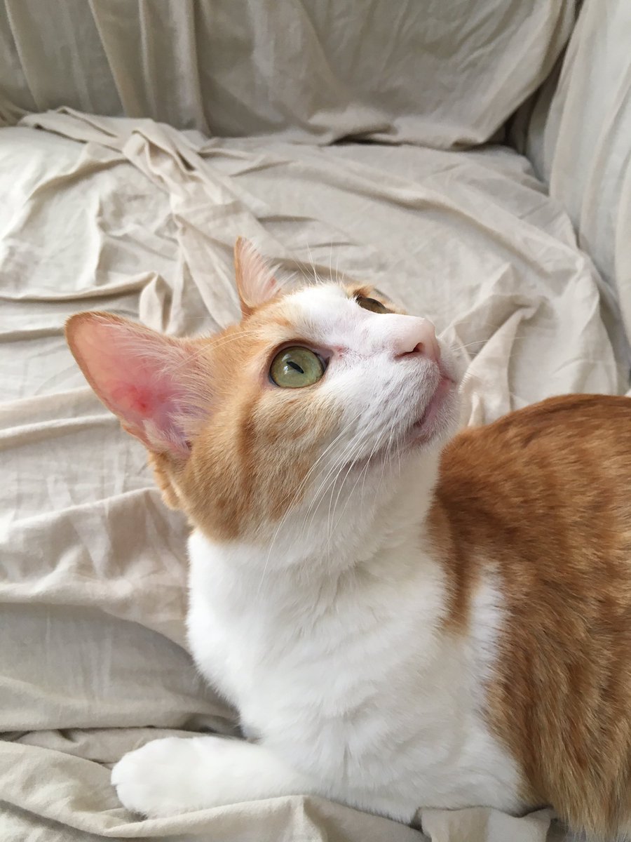 ねこのかぎお Fip経過観察中 On Twitter まぶたの上や耳の中にも赤い炎症が認められたためです 身体のうち一箇所 下あご だけでなく まぶたや耳にも炎症があることから この炎症は外的な要因ではなく 身体の中の問題 つまり免疫力の問題ではないかと言
