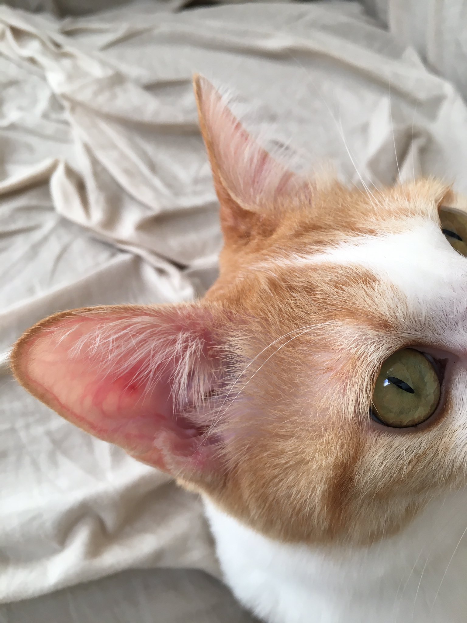 ねこのかぎお Fip寛解しました まぶたの上や耳の中にも赤い炎症が認められたためです 身体のうち一箇所 下あご だけでなく まぶたや耳にも炎症があることから この炎症は外的な要因ではなく 身体の中の問題 つまり免疫力の問題ではないかと言