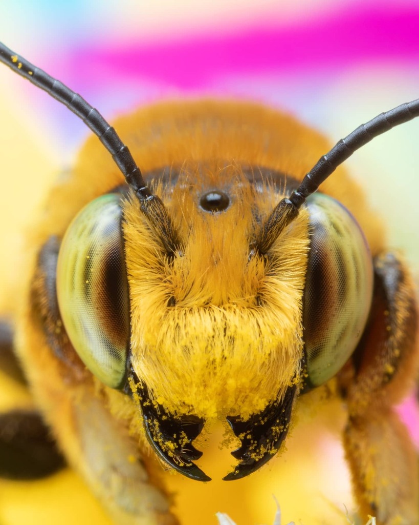 pocketmacro's tweet photo. Lil leafcutter bees are adorable! They are like the teddy bears if bees 🌞 #teddybee #bee #nature #macrophotography #TeamCanon #leafcutterbee https://t.co/wBgO7CUaJR https://t.co/3P0O8CsuUo