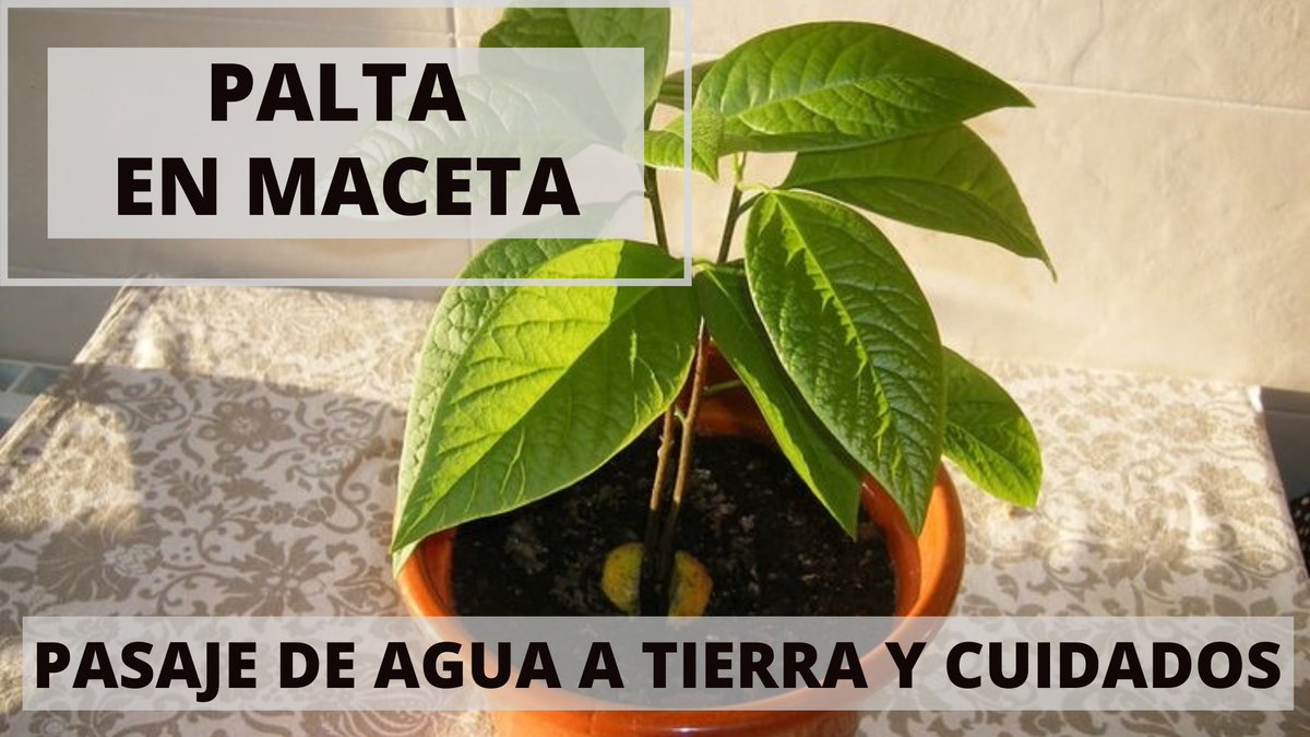 Video número 44!!
Vemos todas las recomendaciones para realizar el traspaso de nuestra semilla de Palta o Aguacate germinada a tierra, y todos los cuidados que le tenemos que dar durante su crecimiento.

Link: youtu.be/Ht_jSaF5vIo