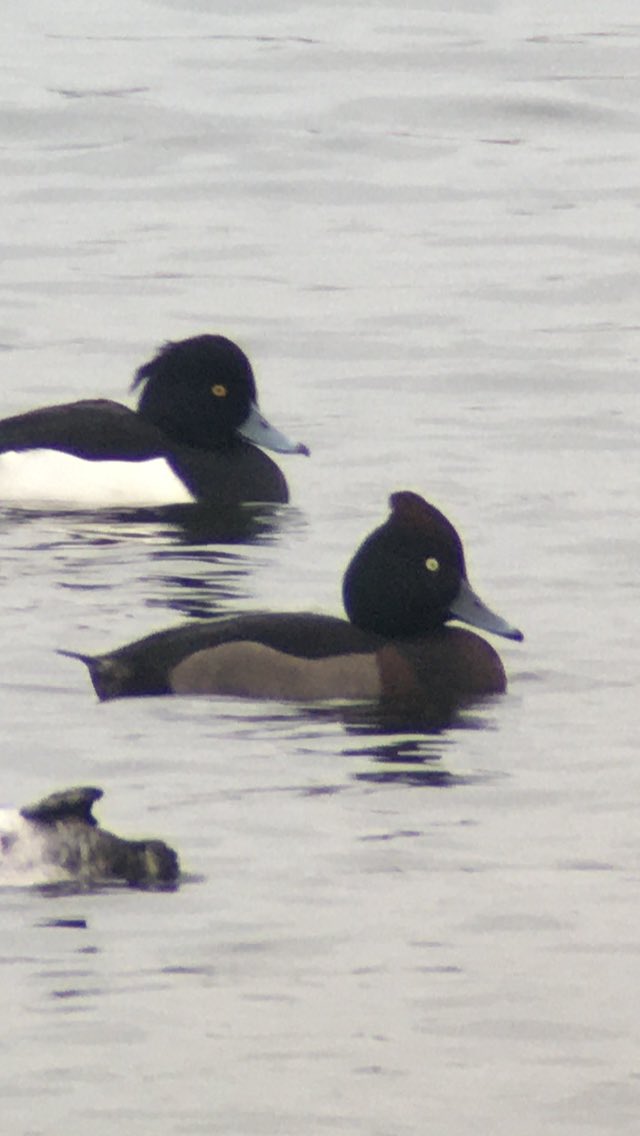 Wauu the first hybrid Ferruginous X Tufted Duck in Denmark, found today at Store Kattinge sø
<a href="/BirdHybrids/">Bird Hybrids</a> <a href="/Club300_SE/">Club 300</a> <a href="/TarsigerTeam/">Tarsiger</a>